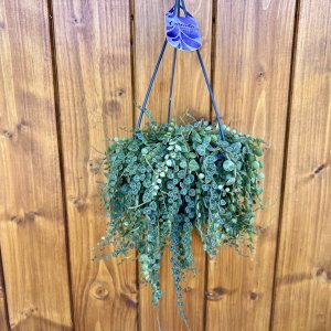 Peperómia (Peperomia) ´PROSTATA´ - výška 20-30 cm, kont. C1,5L - závesný kvetináč